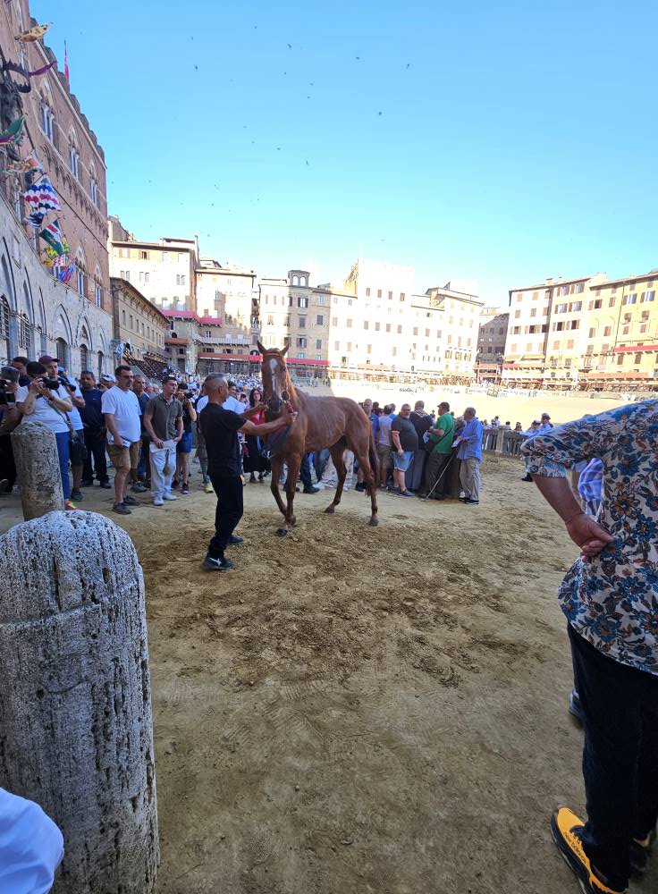 Presentazione cavalli 29 giugno 2025