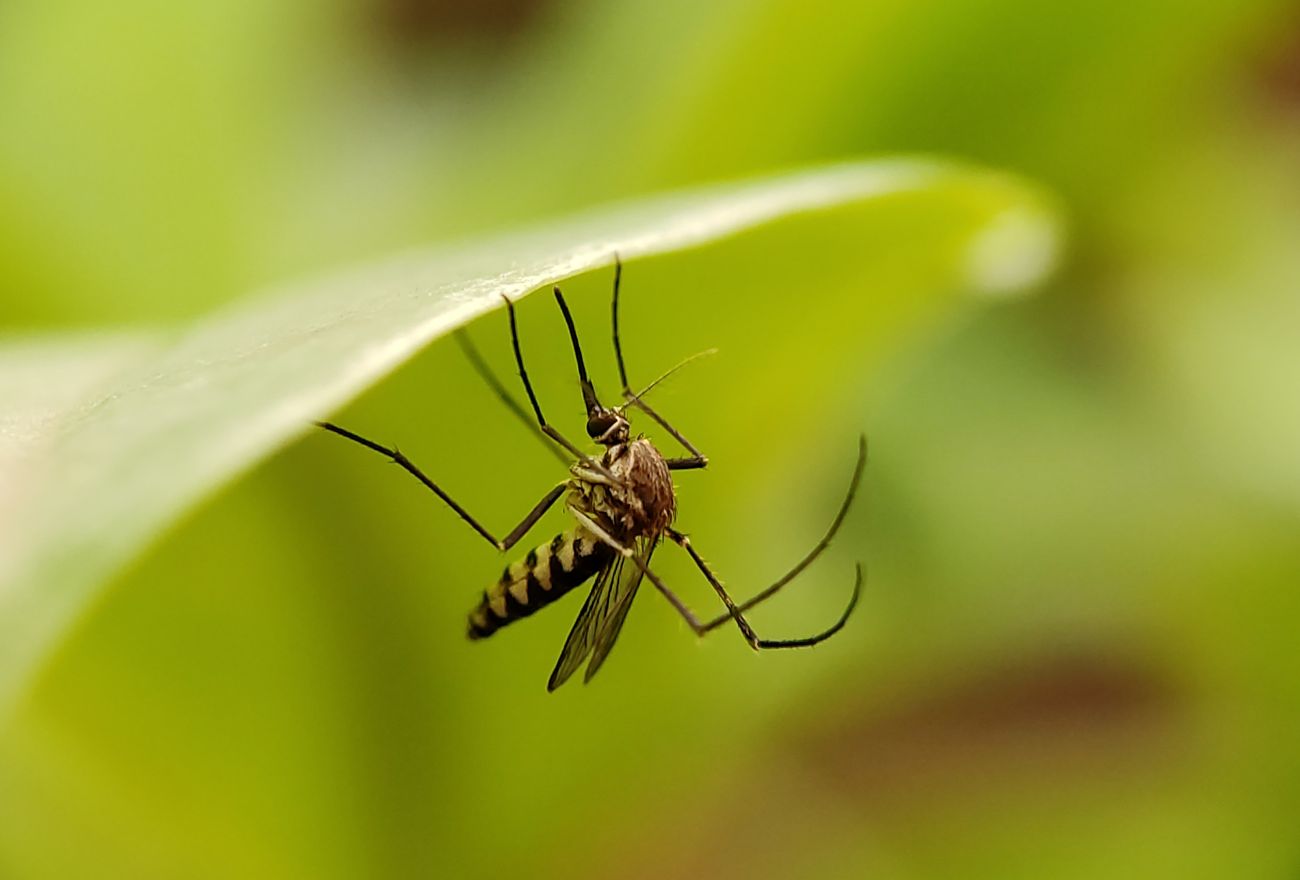 zanzare
