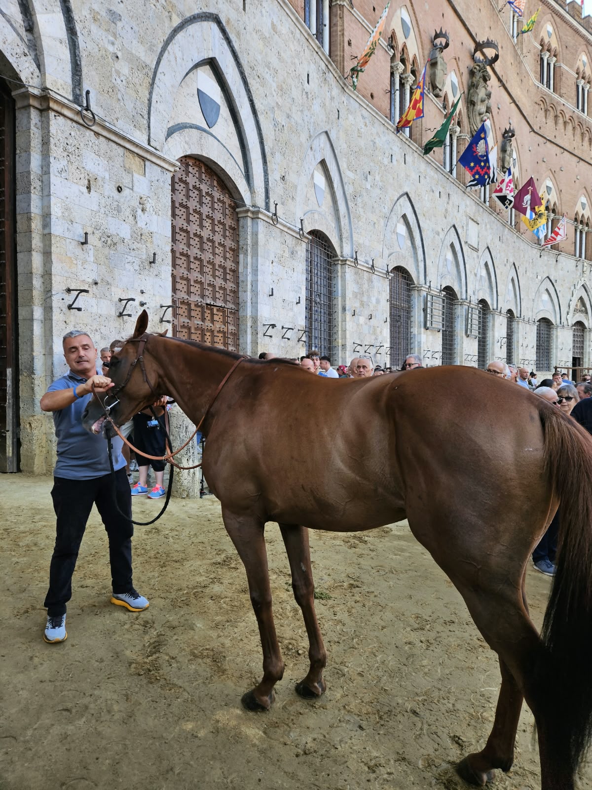 palio 16 agosto 2026