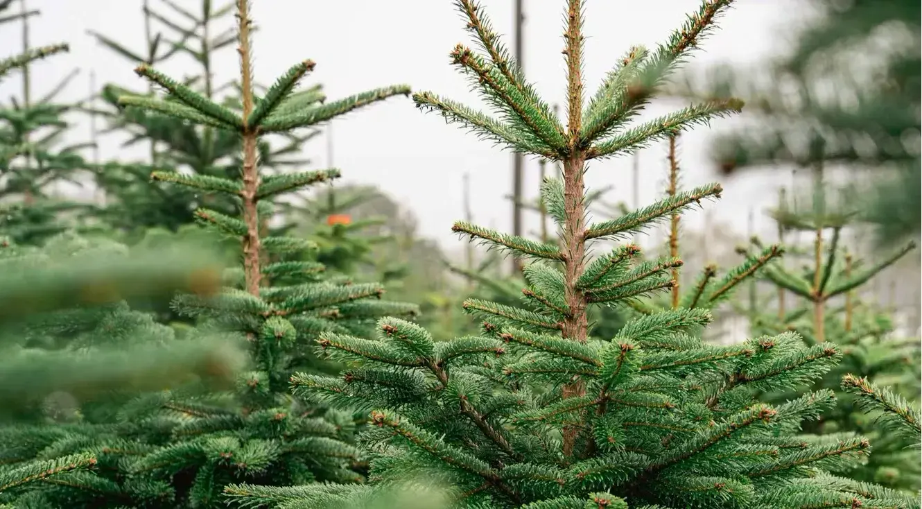 immagine bando vendita abeti natale