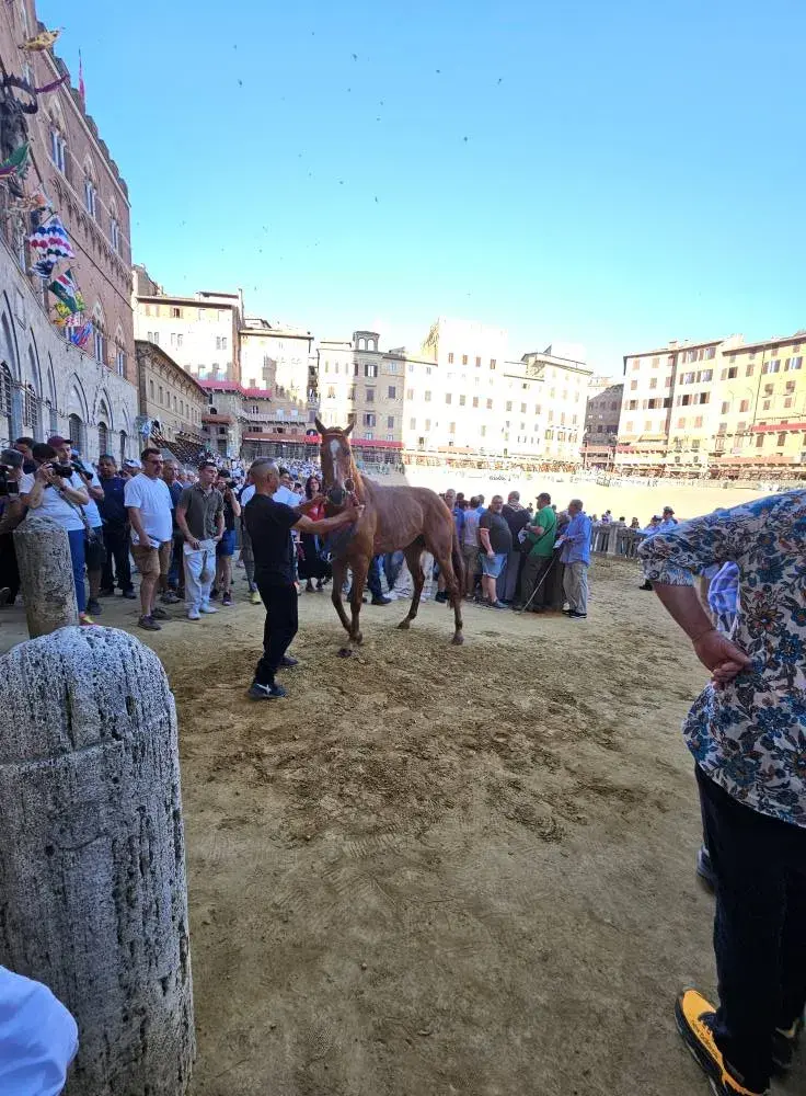 Presentazione cavalli 29 giugno 2025