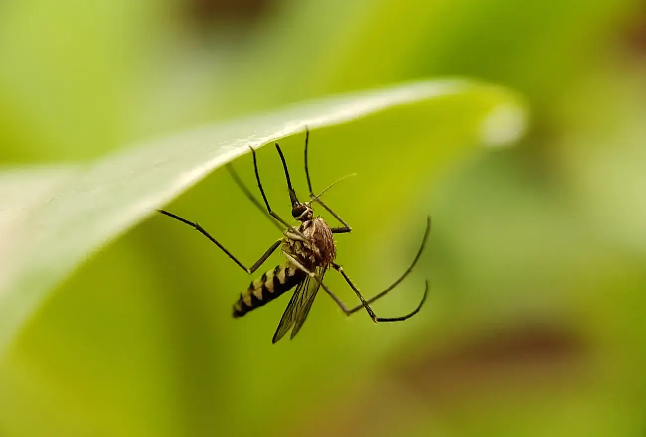 zanzare