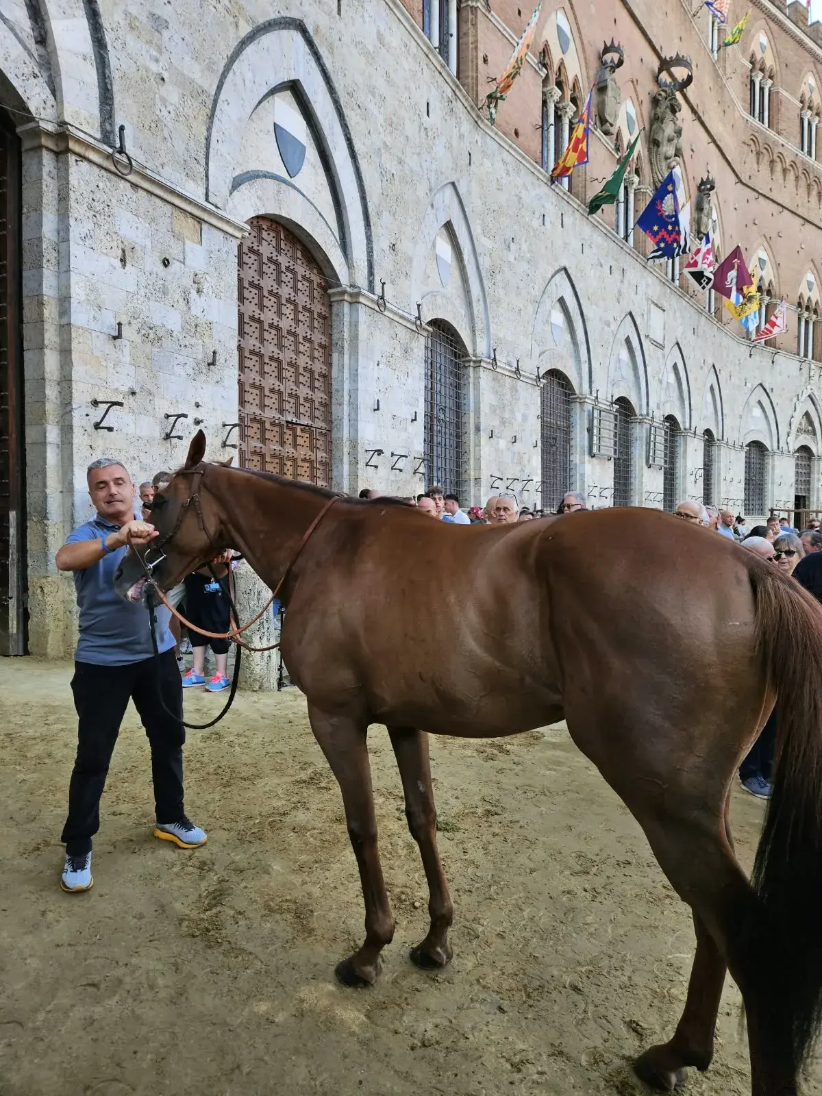 palio 16 agosto 2026