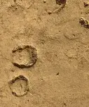 Tufo in Piazza del Campo